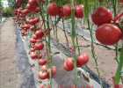 定西大粉西红柿苗批发 越冬西红柿育苗基地