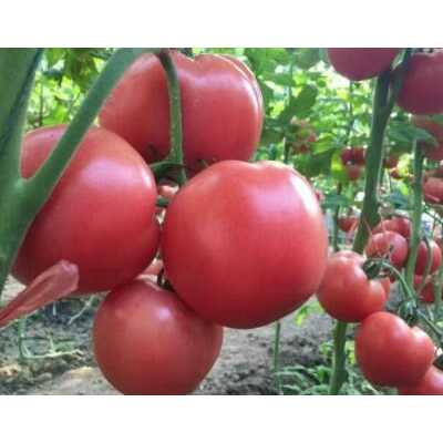 温州卖越冬西红柿苗 宁波口感番茄苗品种(2022)